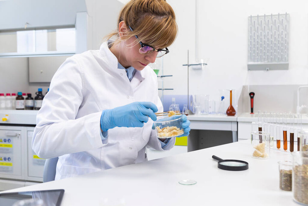 女性化学者は実験室で麻テンペ結晶を検査する。彼女はピンセットを使ってガラスを見る。テーブルとマリファナの種子にはCBDとCBDaの油があります。ヘルスケア薬局のコンセプト. - 写真・画像