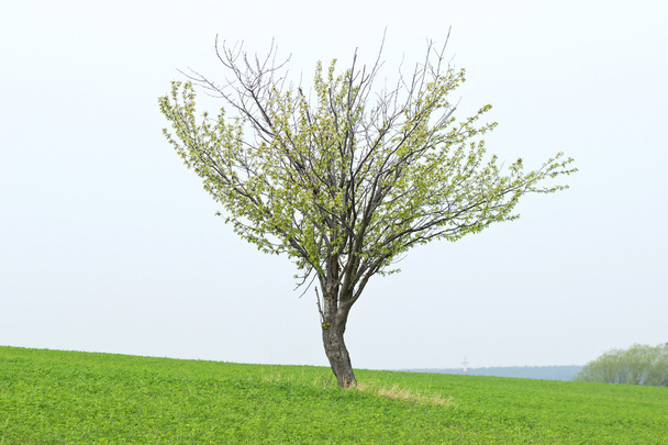 Lonely Tree on Grass Field - Фото, зображення