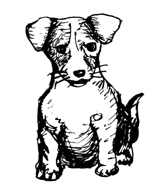 pieni pentu Jack Russell Terrier istuu valkoisella taustalla, muste luonnos, vektori kuva, eristää - Valokuva, kuva