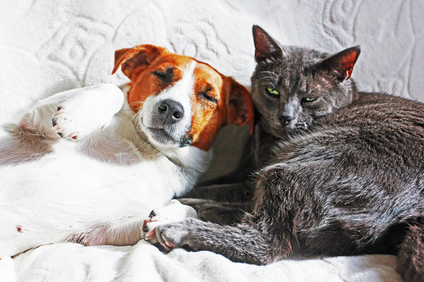 šedá kočka střeží sen jack Russell teriér na gauči - Fotografie, Obrázek
