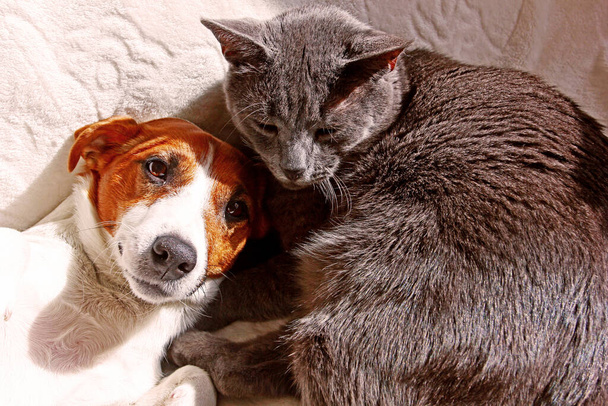 Jack Russell Terrier mögé bújik egy szürke macskával egy fehér takarón. - Fotó, kép