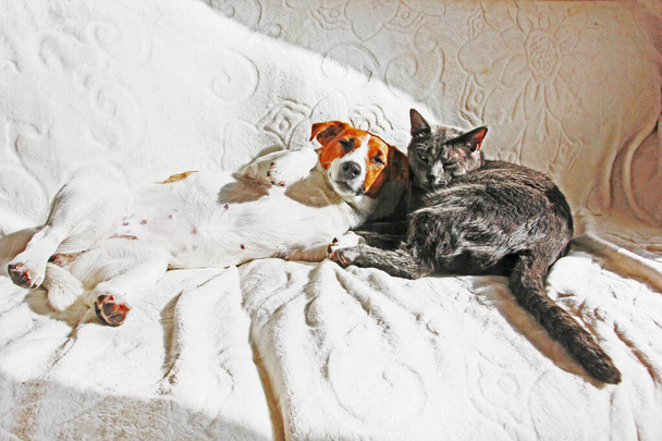 Jack Russell teriér s šedou kočkou opřený o sebe a bask na gauči - Fotografie, Obrázek