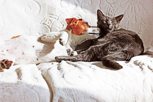Jack Russell Terrier coquetea con un gato gris en un sofá con una manta blanca, mascotas con una manta blanca, - Foto, imagen