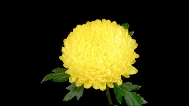 lapso de tempo de bela flor de crisântemo amarelo abertura contra um fundo preto. - Filmagem, Vídeo