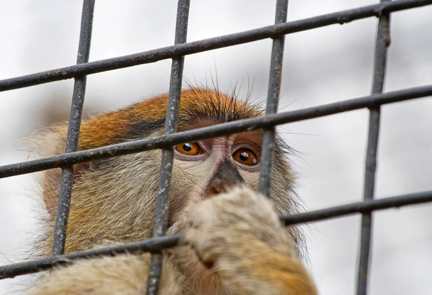 retrato social de macaco tras las rejas, salvar animales, - Foto, imagen