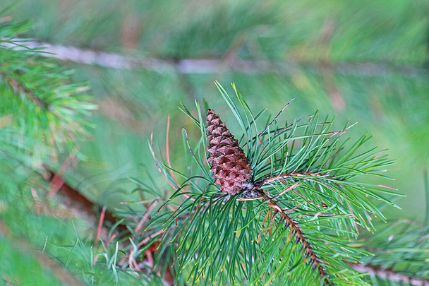 クリスマス、松の小枝の松のコーン、自然の背景, - 写真・画像