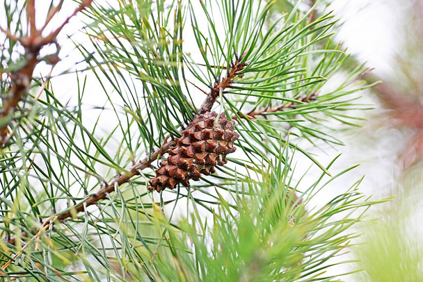 cône de pin sur les branches de pin, dans la forêt, fond naturel, horizontal - Photo, image