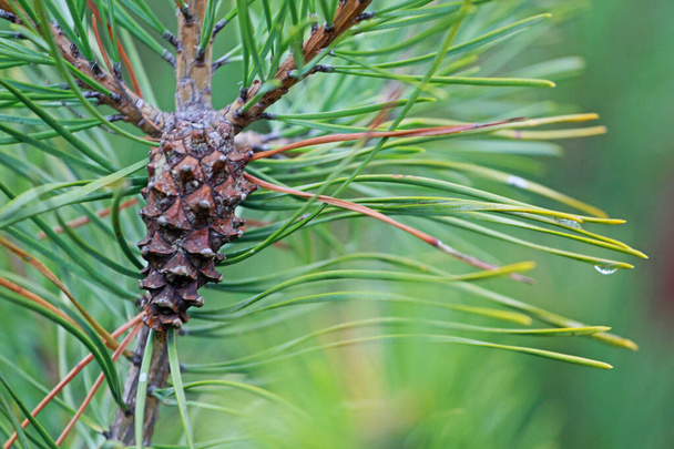 pine cone on pine branches, in the forest with a drop after the rain, natural background, horizontal - Photo, Image