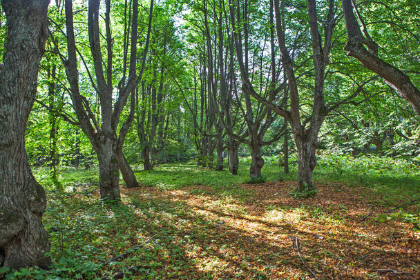 view of lush green forest scene with sunlight  - Φωτογραφία, εικόνα
