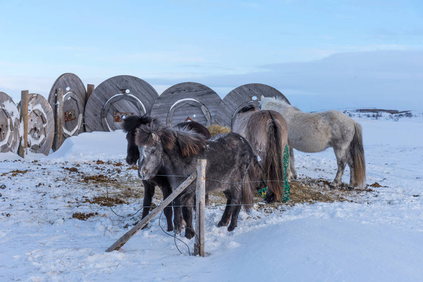 Beautiful Icelandic horses on the background of winter nature in Iceland. Icelandic horse on the background of snowy winter fields in Iceland. - Foto, imagen