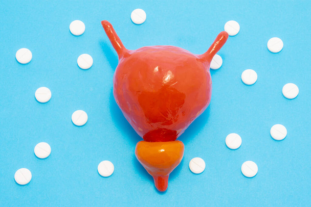 Анатомическая фигура мочевого пузыря с простатой на синем фоне в окружении белых таблеток. Концепция диагностики и лечения заболеваний мочевыводящих путей, мужского здоровья и простаты - Фото, изображение