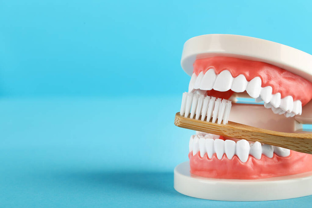 Teeth model with toothbrush on blue background - 写真・画像