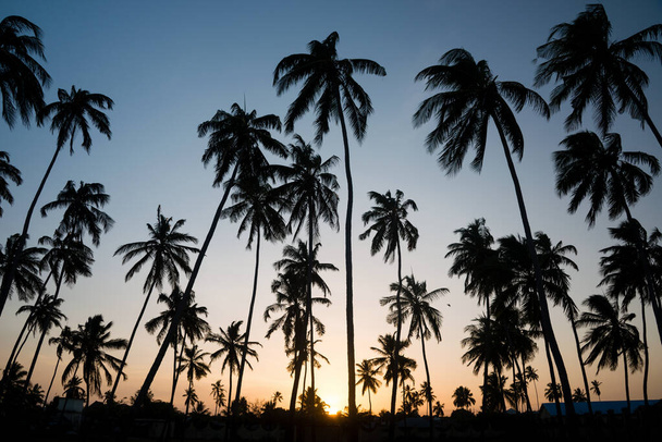 Silhouette tropischer Palmen bei Sonnenuntergang - Foto, Bild