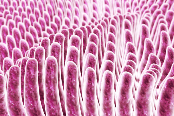 Villi de l'intestin grêle, illustration 3D. Environnement intestinal, vue rapprochée - Photo, image