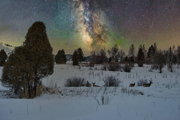 beautiful winter landscape with snow - Foto, Bild