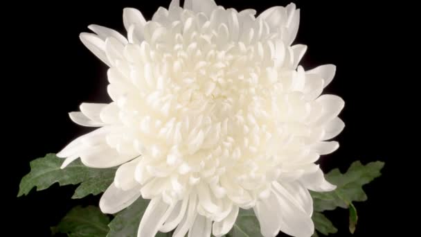 Tijdverloop van mooie witte chrysant bloem Opening tegen een zwarte achtergrond. - Video