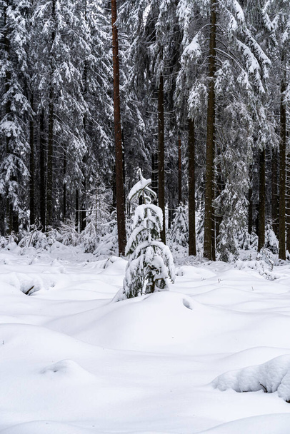 A vertical shot of trees covered in the snow in the Black Forest in Germany - Foto, afbeelding