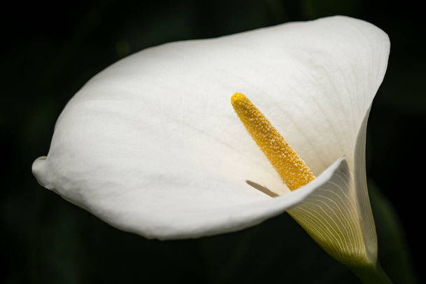 A closeup shot of a white calla lily on a black background - Foto, afbeelding
