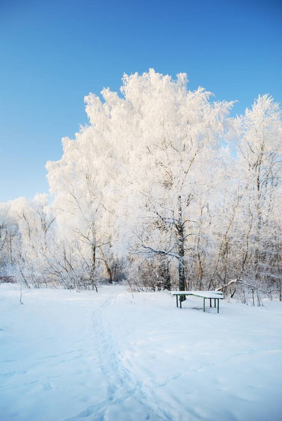 Estrada rural coberta de neve através da aldeia, carro e trilhas humanas close-up. Árvores altas em geada, luz solar quente. Dia de Inverno limpo. Letónia - Foto, Imagem