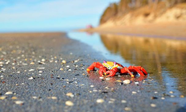 Värikäs punainen lelurapu hiekkarannalla, lähikuva. Itämeri, Latvia. Lapsuus, opetuslelut, tiede, biologian käsitteet - Valokuva, kuva