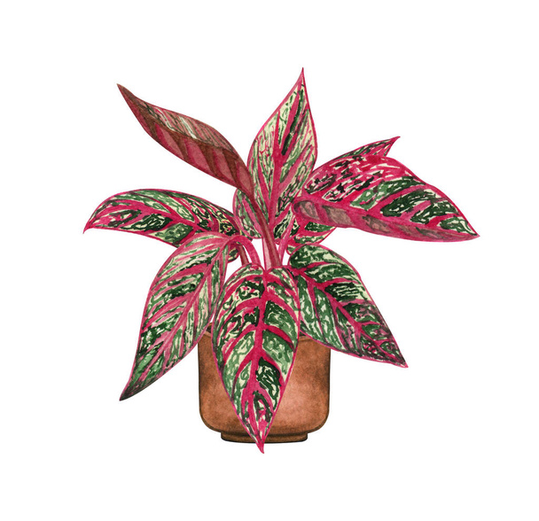 Czerwony Agleanom roślin, roślina w doniczce, izolowane na białym tle. Akwarela roślin doniczkowych ilustracji. Wystrój domu - Zdjęcie, obraz