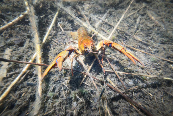 Noble crayfish Astacus astacus in a lake (natural habitat), close-up underwater shot. Crayfish plague, European wildlife, carcinology, zoology, environmental protection, science, research - Photo, Image