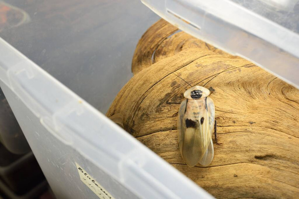 Τεράστια κατσαρίδα Blaberus giganteus σε δοχείο terrarium, κοντινό πλάνο. Ξύλινη υφή στο φόντο. Προστασία του περιβάλλοντος, άγρια πανίδα, ζωολογία, εντομολογία - Φωτογραφία, εικόνα