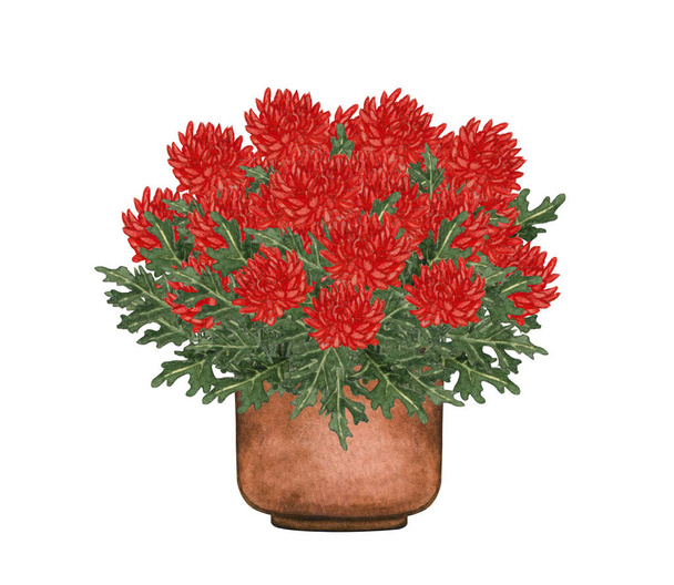 Illustration aquarelle de Red Mums dans un pot. Plantes d'intérieur en pot isolées sur blanc. - Photo, image