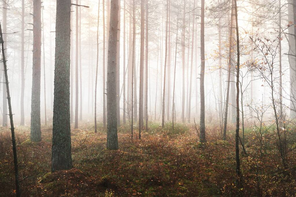 Ancient pine trees in a white morning fog. Idyllic autumn landscape. Swampy northern forest. Kemeri national park, Latvia - Фото, зображення