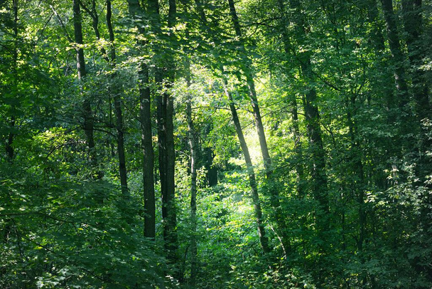 湿地落葉樹林、苔、シダ、植物のクローズアップ。太陽の光は古い木の幹を流れる。緑の湿地帯だ。静かな風景です。生態系、生態系、環境保全のテーマ - 写真・画像