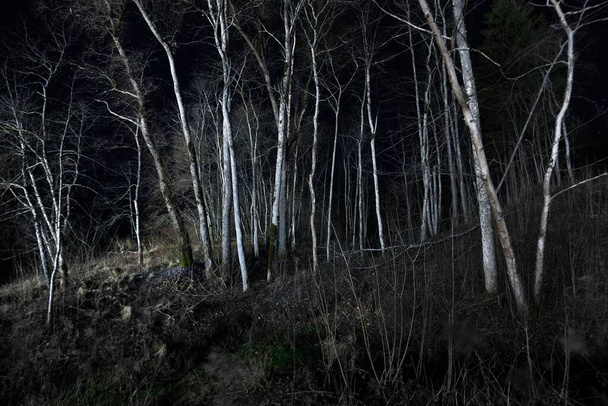 Epischer Sternenhimmel über dem Birkenwald im Herbst. Leuchtende weiße Silhouetten im Dunkeln. Gauja Nationalpark, Sigulda, Lettland. Mystische Landschaft - Foto, Bild