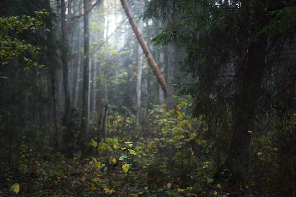 混合針葉樹林の朝の霧。松、モミや白樺の木のクローズアップ。暗い神秘的な秋の風景。日光の木の幹を流れる。ラトビアのケメリ国立公園 - 写真・画像