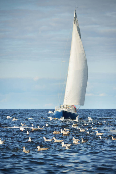 Blaue Schaluppe getakelte Jacht segelt an einem klaren Tag in der offenen Ostsee, fliegende Möwen aus nächster Nähe. Riga, Lettland. Kreuzfahrt, Sport, Freizeit, Freizeitkonzepte - Foto, Bild