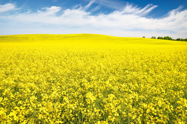 Blooming rapeseed field. Clear blue sky with glowing clouds. Cloudscape. Rural scene. Agriculture, biotechnology, fuel, food industry, alternative energy, environmental conservation. Panoramic view - Photo, Image