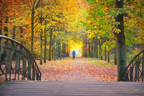 Człowiek przemierzający aleję starożytnych złotych drzew liściastych w parku Nachtegalen. Promienie słońca przechodzą przez pnie drzew. Leśna podłoga z czerwonych, pomarańczowych i żółtych liści. Scena jesienna. Antwerpia, Belgia - Zdjęcie, obraz