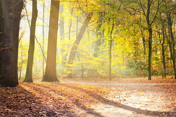 Közelkép a magas, ősi bükkfákról a Nachtegalen parkban. A nap átsüt a fatörzsön, árnyékok a földön. Piros, narancssárga és sárga levelek erdei padlója. Antwerpen, Belgium - Fotó, kép