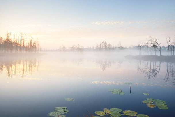 Lago de bosque pantanoso en una espesa niebla misteriosa al amanecer. Cenas tirelis, Letonia. Luz dorada del sol a través de los troncos de árboles siempreverdes. Reflejos de simetría en el agua. Paisaje otoñal idílico - Foto, imagen