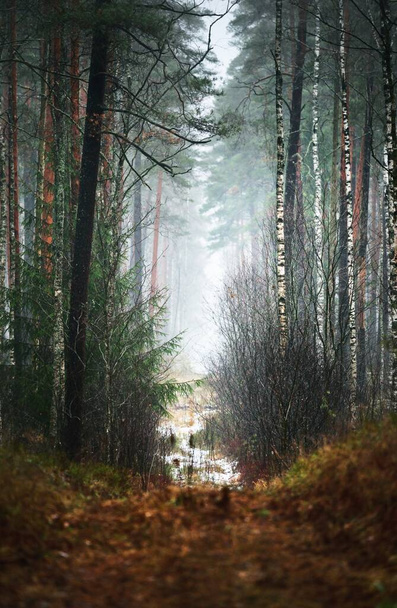 Natural tunnel of the old fir, pine and birch trees in a white mist. Light flowing through the trunks. Dark mystical forest scene. Creepy landscape. Fantasy, fairy tale, silence - Photo, Image