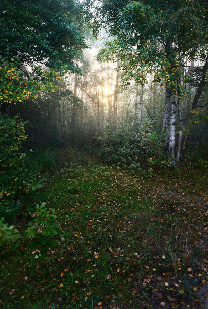 A green meadow in a colorful birch forest at sunrise. Morning fog. Sunlight flowing through the tree trunks. Fairy forest scene. Environmental conservation in Finland - Photo, Image