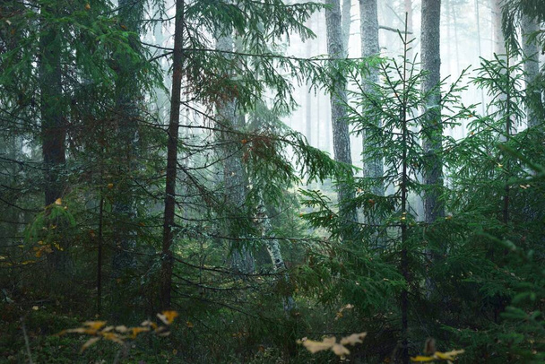 Πρωινή ομίχλη σε ένα μικτό κωνοφόρο δάσος. Πεύκα και έλατα στους πλακόστρωτους λόφους. Μυστηριώδες φθινοπωρινό τοπίο. Το φως του ήλιου ρέει στους κορμούς των δέντρων. Εθνικό πάρκο Kemeri, Λετονία - Φωτογραφία, εικόνα
