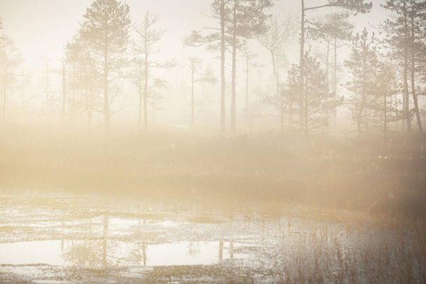 Soinen metsäjärvi paksussa, salaperäisessä sumussa auringonnousun aikaan. Cenas tirelis, Latvia. Kultainen auringonvalo läpi ikivihreän puunrungon. Idyllinen syysmaisema. Ekologia ja ekosysteemit, ympäristö - Valokuva, kuva