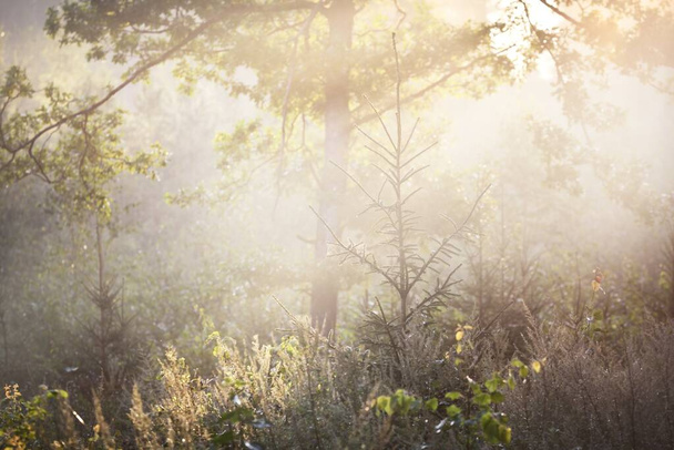 Таинственный вечнозеленый лес на рассвете. Золотой солнечный свет, солнечные лучи, туман, туман. Сосна и ель крупным планом. Свет, текущий через стволы деревьев. Живописный пейзаж. Идиллический пейзаж. Чистая природа - Фото, изображение