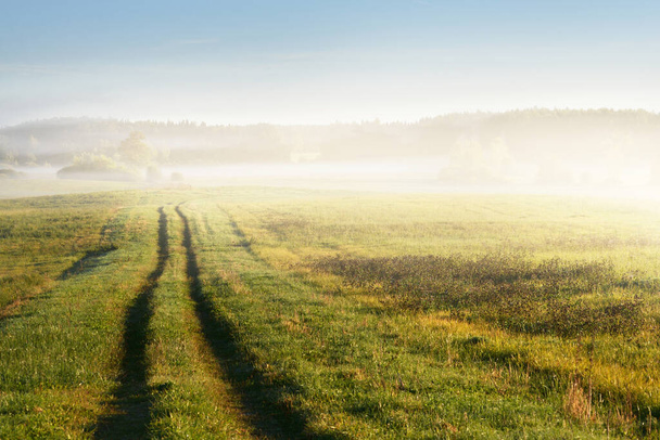 Tractor tracks (pathway) through the green agricultural field in a clouds of morning fog at sunrise. Tree silhouettes in the background. Warm sunlight. Idyllic rural scene - Foto, immagini