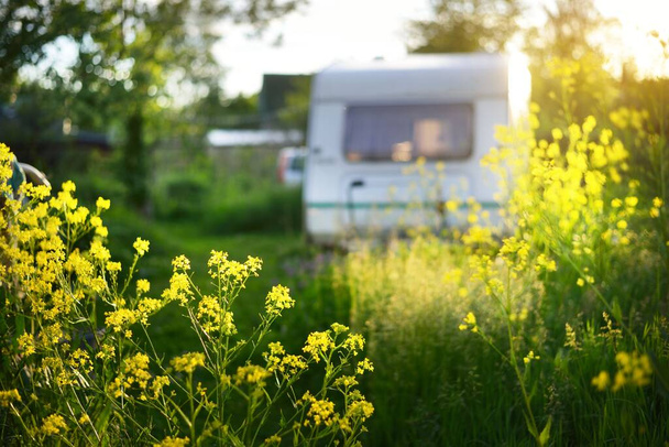 В солнечный день прицеп-караван припарковался в зеленом летнем саду возле дач. Желтые полевые цветы крупным планом. Идиллический сельский пейзаж. Финляндия - Фото, изображение