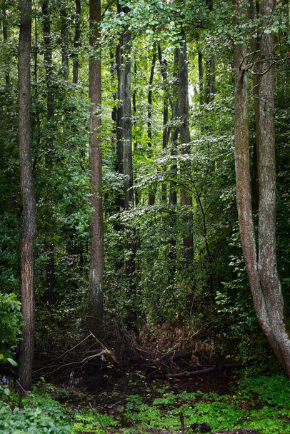 Régi fák nagy gyökerekkel, közeli, mocsaras lombhullató erdőkkel. Zöld mocsár. Nyugodt táj. Ökológia, ökoszisztémák, környezetvédelmi téma - Fotó, kép