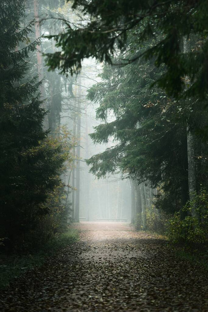 Prázdná ulička mezi vysokými borovicemi a jedlemi ve věčně zeleném lese v ranní mlze. Přirozený tunel. Klidná krajina. Ochrana životního prostředí v národním parku Kemeri, Lotyšsko - Fotografie, Obrázek