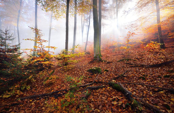 Kleurrijke beukenbomen op de mossige heuvel, stammen van dichtbij. Bosvloer van rode en oranje bladeren. Donker sprookjeslandschap. Puur ochtendzonlicht door de boomstammen. Heidelberg, Duitsland - Foto, afbeelding