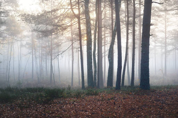 Muinaisia mäntyjä valkeassa aamusumussa. Idyllinen syysmaisema. Rämeinen pohjoinen metsä. Kemerin kansallispuisto, Latvia - Valokuva, kuva