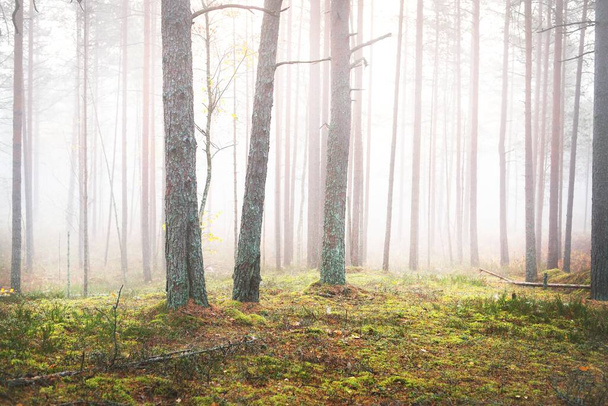 Oude pijnbomen in een witte ochtendmist. Idyllisch herfstlandschap. moerassig noordelijk bos. Nationaal park Kemeri, Letland - Foto, afbeelding