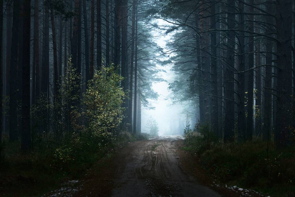 Cesta temným tajemným borovým lesem. Přirozený tunel. Vysoké siluety stromů v husté ranní mlze. Světlo, které proudilo mezi kmeny. Strašidelná krajina. Fantazie, pohádka, ticho - Fotografie, Obrázek